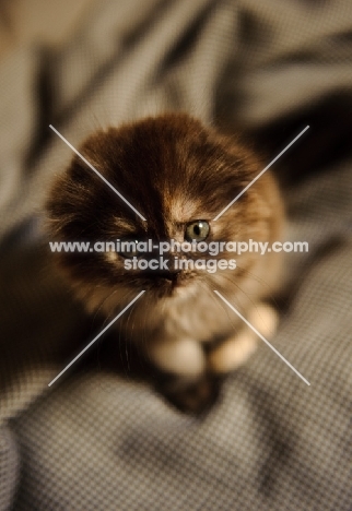 Scottish Fold kitten