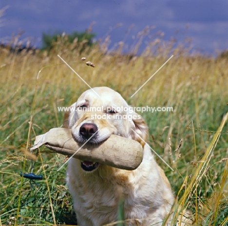 westley julianna (julie), golden retriever holding dummy 