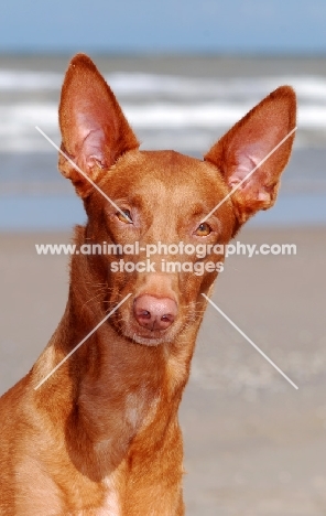 Pharaoh Hound