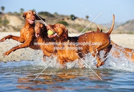 three Hungarian Vizsla dogs playing together