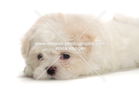 Maltese puppy resting