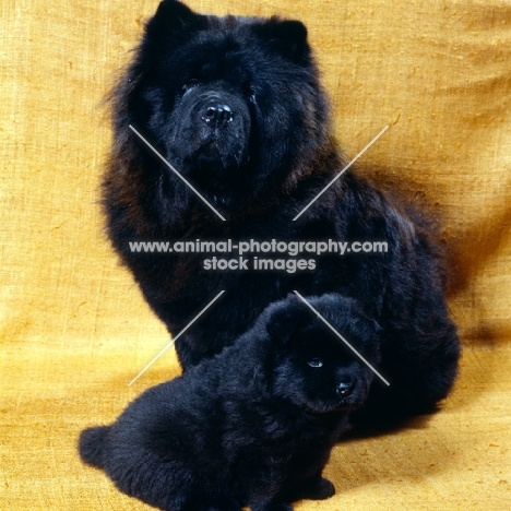 chow and puppy sitting together