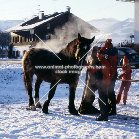 noric horse at races in snow, steaming after running