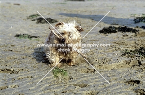 unkempt norfolk terrier playing with stick on the beach