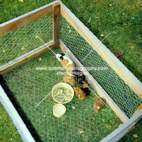 guinea pigs in a run on grass with food and water