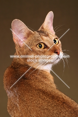 Chausie turning