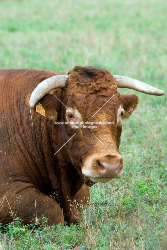 limousin bull