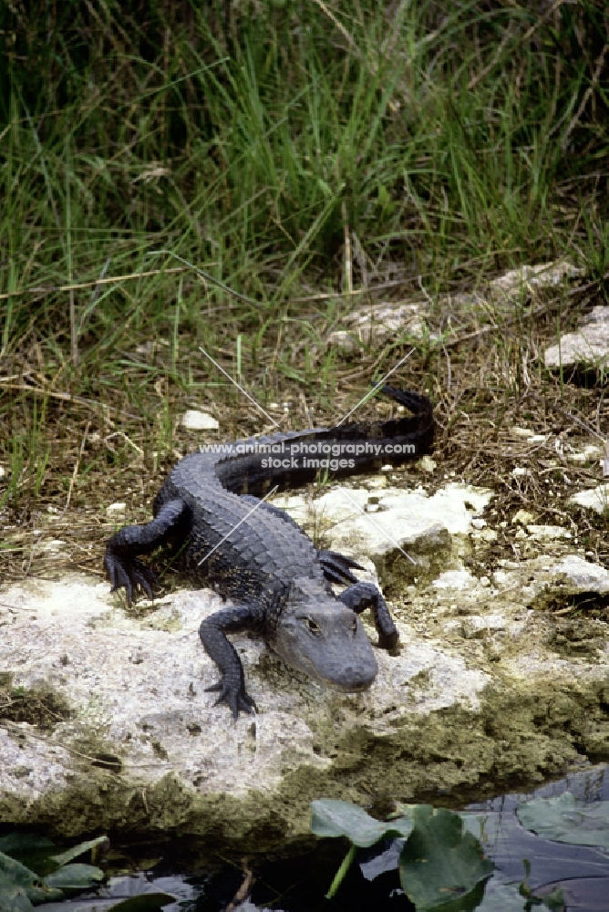 alligator in the everglades, florida