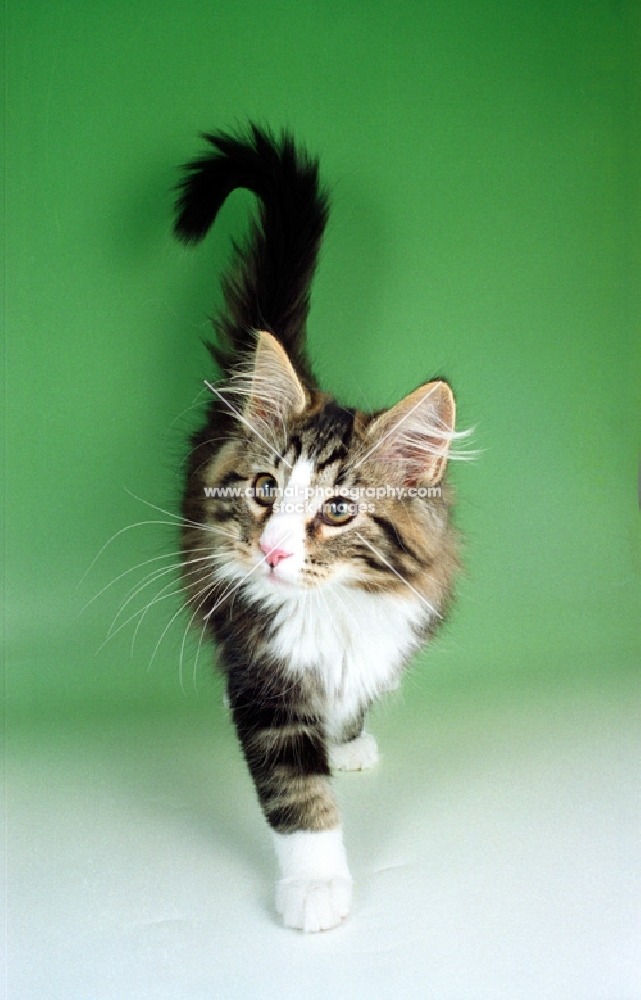 brown tabby and white Norwegian Forest kitten