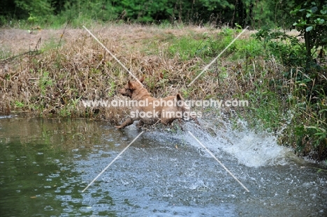 Chesapeake Bay Retriever running in water