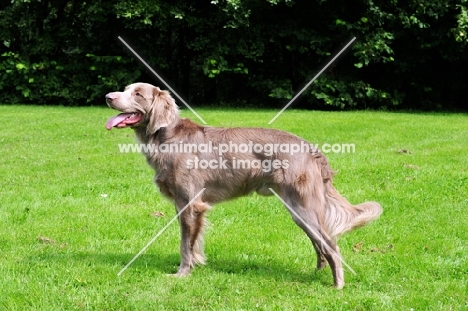 longhaired Weimaraner side view