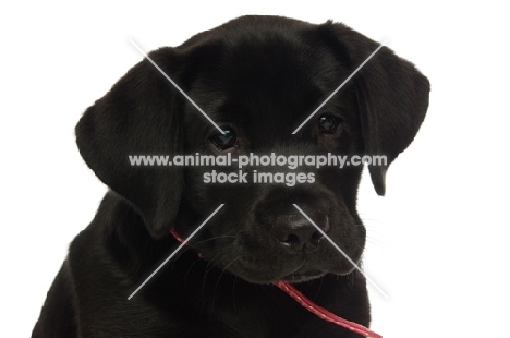 black labrador retriever isolated on a white background