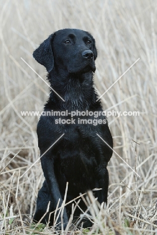 alert black Labrador Retriever