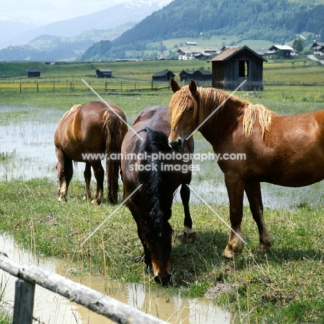 three noric horses near water in an austrian valley