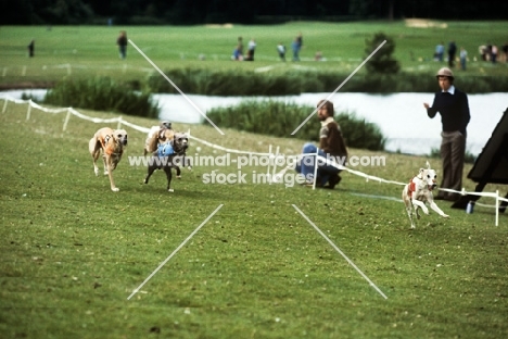 four whippets racing at dog fair