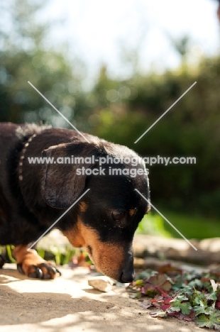 Miniature Smooth Dachshund sniffing in garden