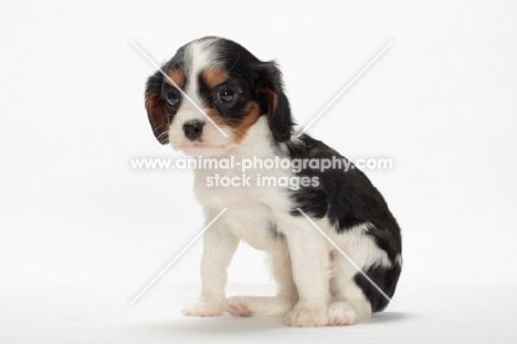 tri coloured Cavalier King Charles Spaniel puppy, sitting down