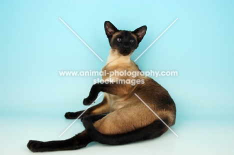 siamese seal point cat lying down