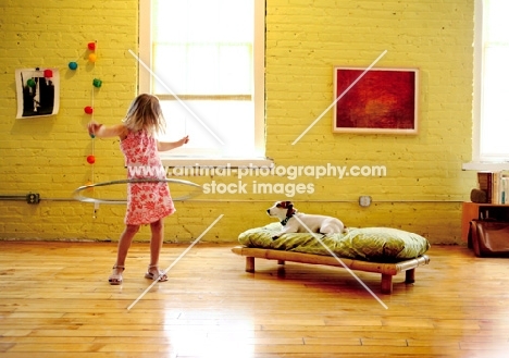 Jack Russell Terrier looking at girl who's playing with a hula hoop