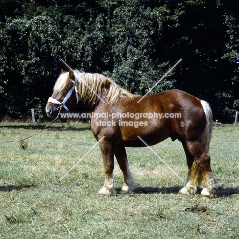 torant, westphalian cold blood stallion in germany