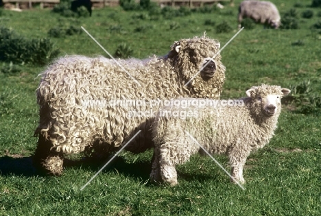 grey face dartmoor ewe and lamb