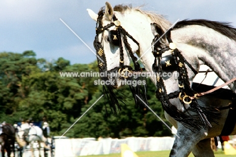 hungarian horses at driving championships