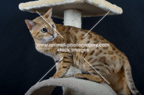 Portrait of a bengal cat standing on a scratch post, black background, studio shot