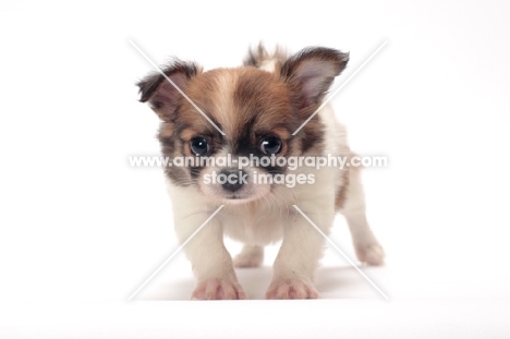 cute longhaired Chihuahua puppy studio shot