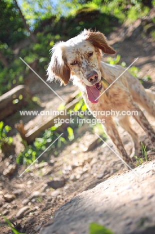 english setter with funny face and tongue out