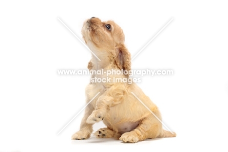 American Cocker Spaniel puppy looking up