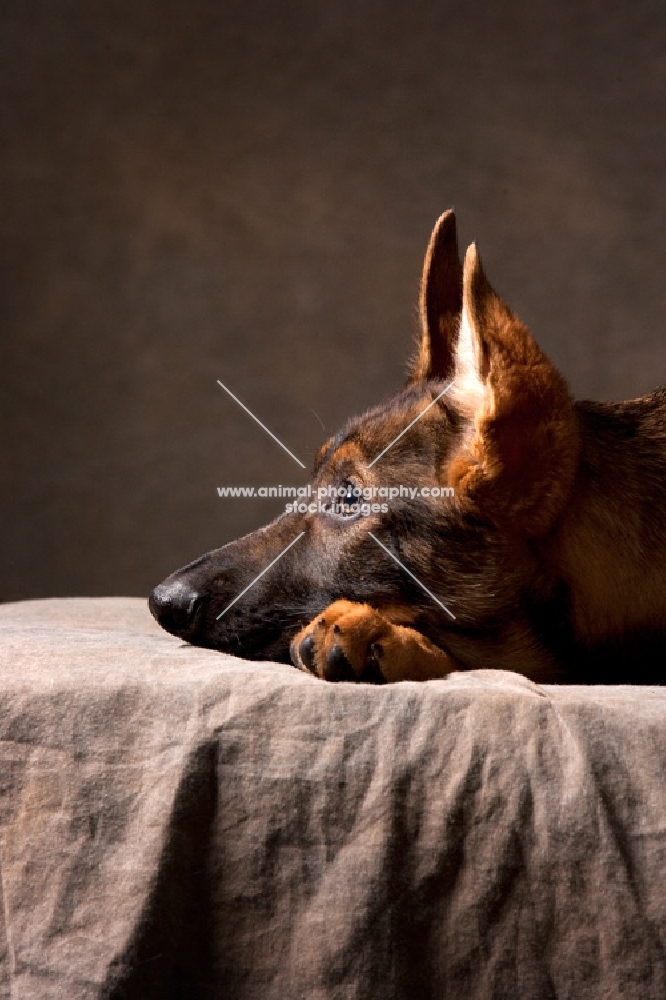 young German Shepherd Dog lying down with head down