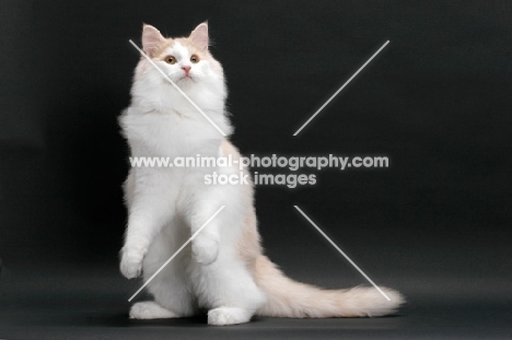 Cream and White Norwegian Forest cat, sitting up