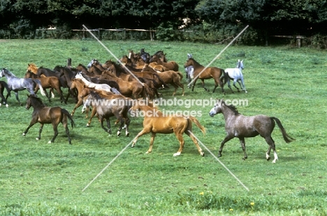 group of trakehners running together in a field in germany