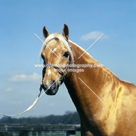 bramshott midnight sun, riding pony, head study