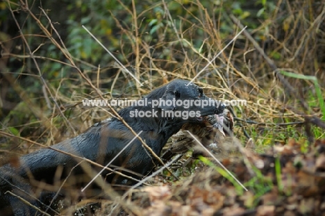 wet black labrador retriever retrieving pheasant