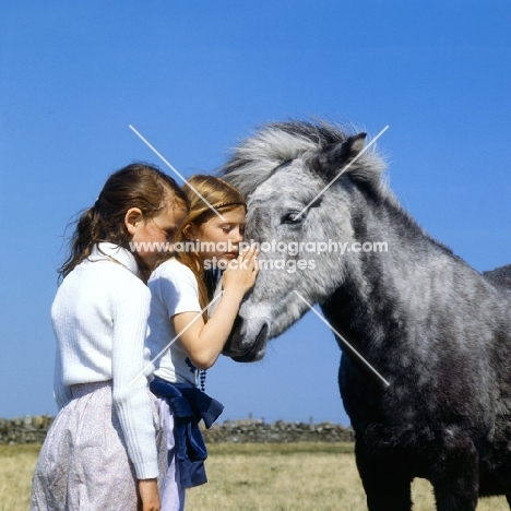 Eriskay Pony cuddled by children