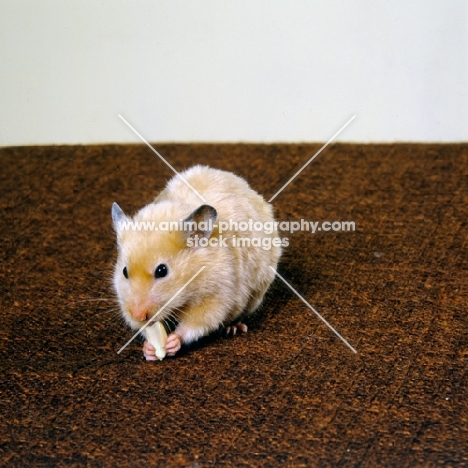 satin cinnamon hamster eating 
