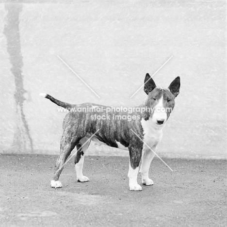 young bull terrier
