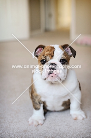 brindle and white english bulldog puppy looking at camera