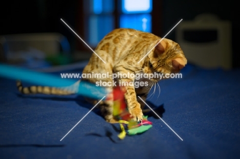 female Bengal cat playing on bed