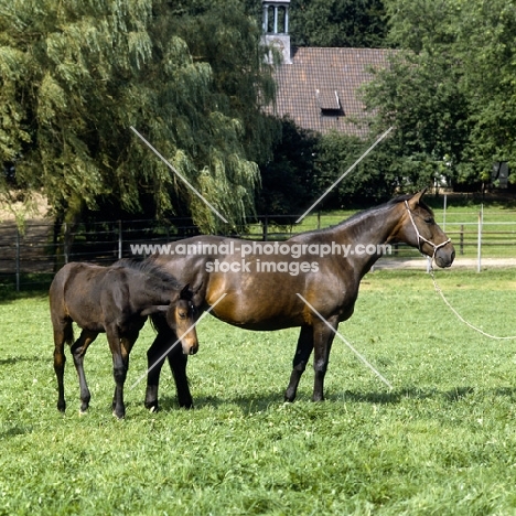 trakehner mare and foal at gestüt webelsgrund