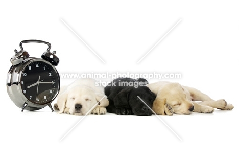 Golden and black Labrador Puppies lying asleep next to a large alarm clock, isolated on a white background