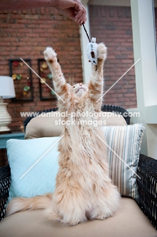 orange tabby reaching for toy
