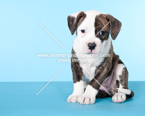 American Bulldog puppy