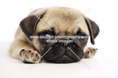 Pug puppy lying down on white background
