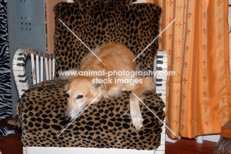 longhaired whippet on chair.

WARNING: this dog is not a recognised breed. For Whippets recognised by the major dog associations please see Whippet (shorthaired)