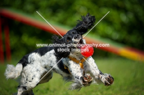 black and white springer playing with a red ball