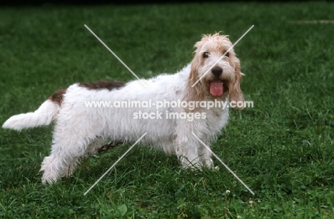 Grand Basset Griffon Vendeen standing on grass