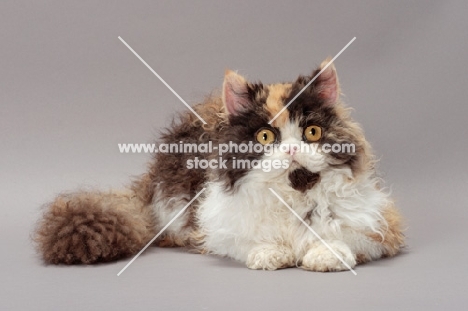 Tortoiseshell & White Selkirk Rex lying down on grey background