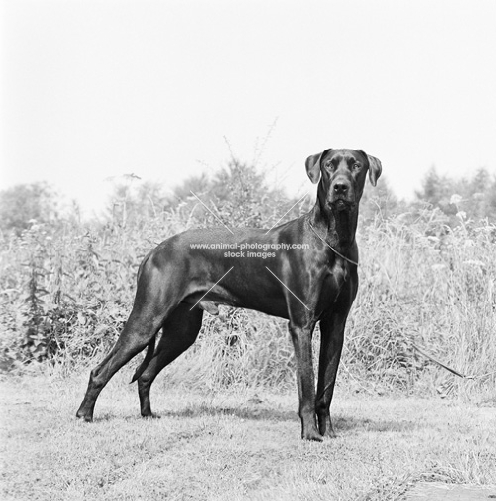 black great dane